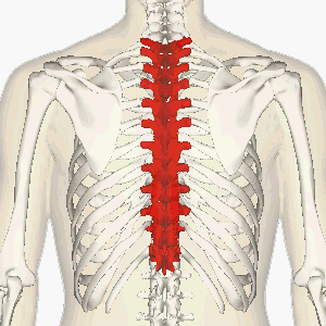 vertebras dorsales