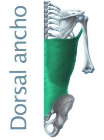 dorsal-ancho-principal12
